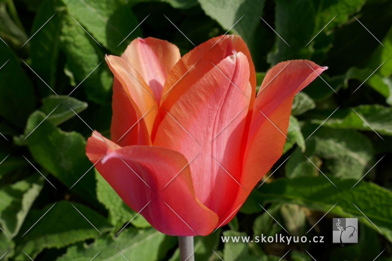 Tulipa ´Temple of Beauty´