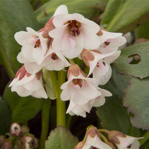 Bergenia ´Dragonfly Angel Kiss´