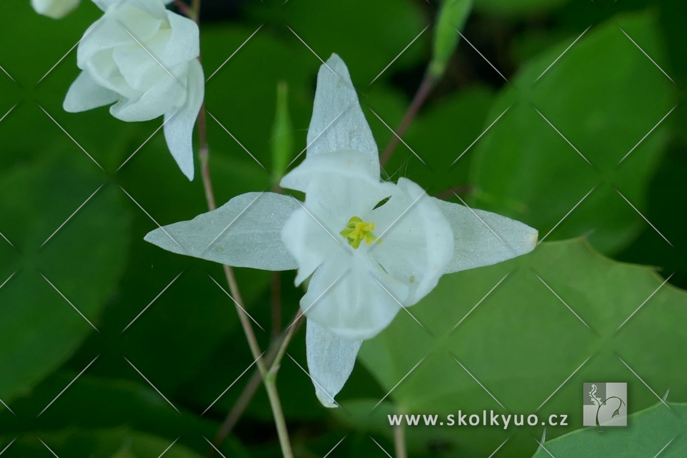 Epimedium youngianum ´Niveum´