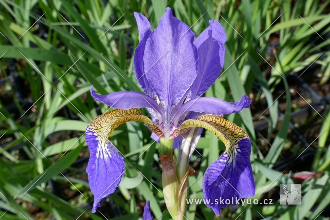 Iris sibirica ´Caesar´s Brother´