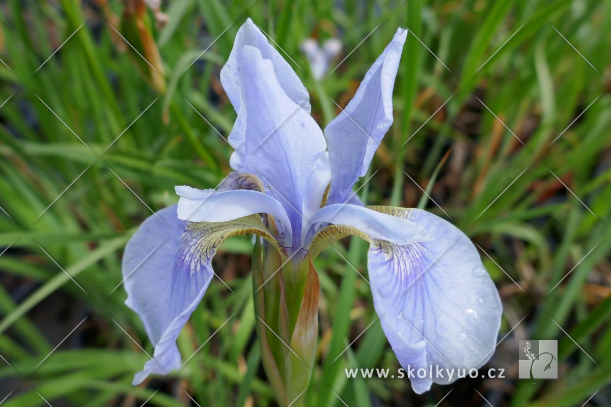 Iris sibirica ´Perry´s Blue´