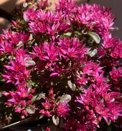 Sedum spurium ´Deep Rose´