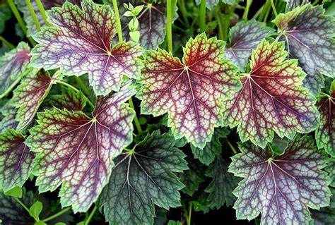 Heuchera americana ´Dale´s Strain´