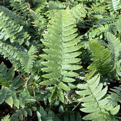 Dryopteris atrata