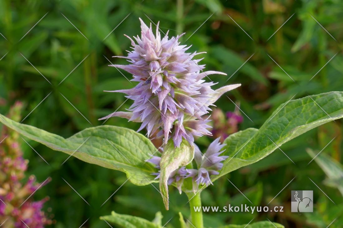 Agastache ´Blue Fortune´