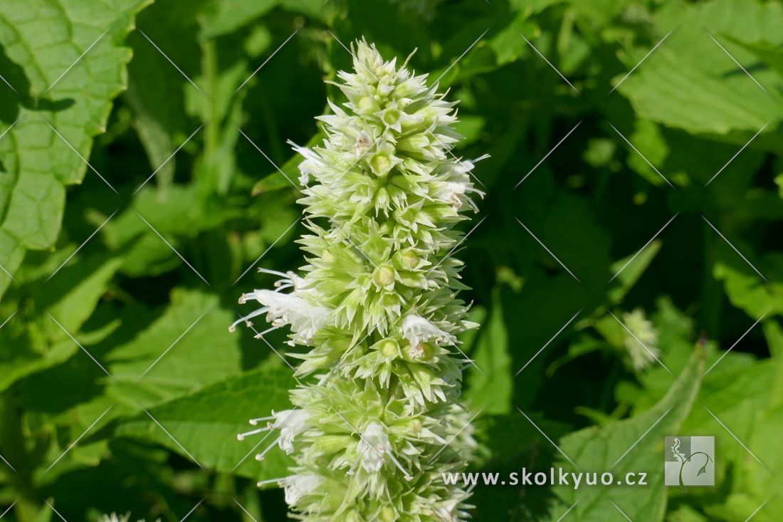 Agastache rugosa ´Alba´