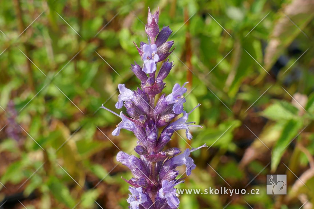 Agastache rugosa ´Little Adder´