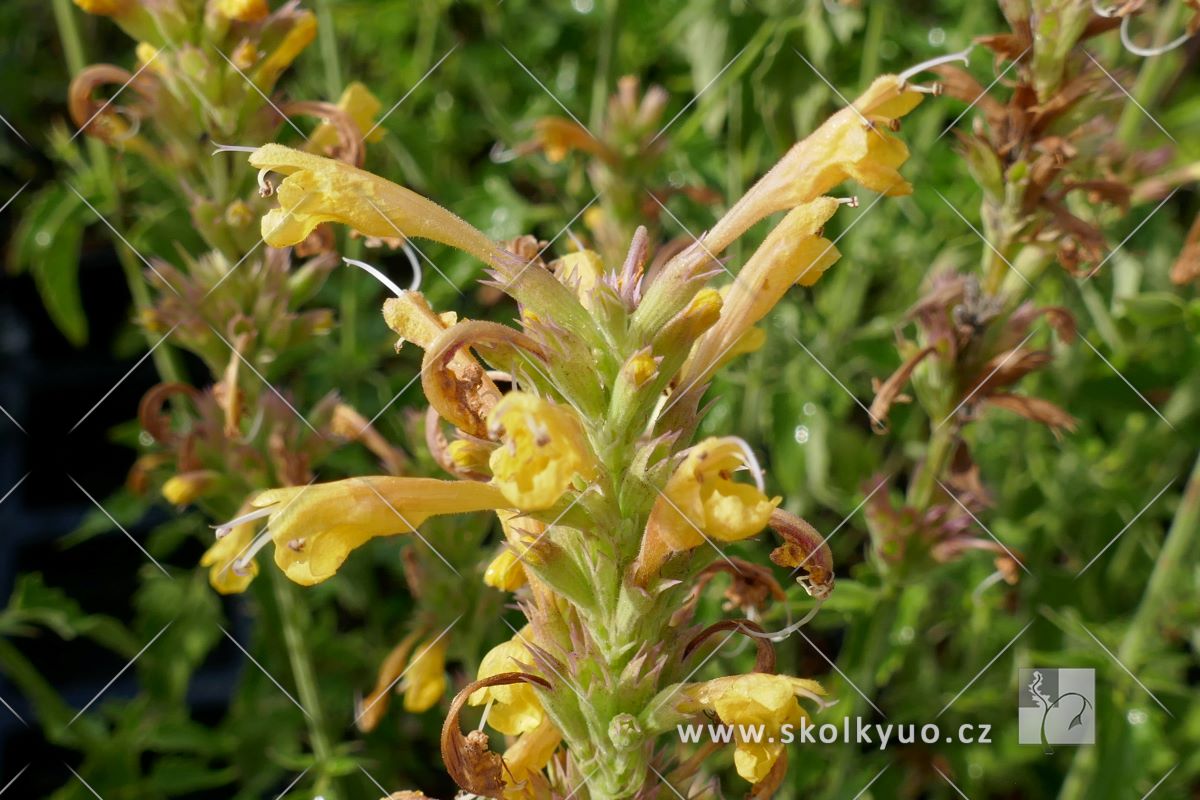 Agastache ´Kudos Yellow´