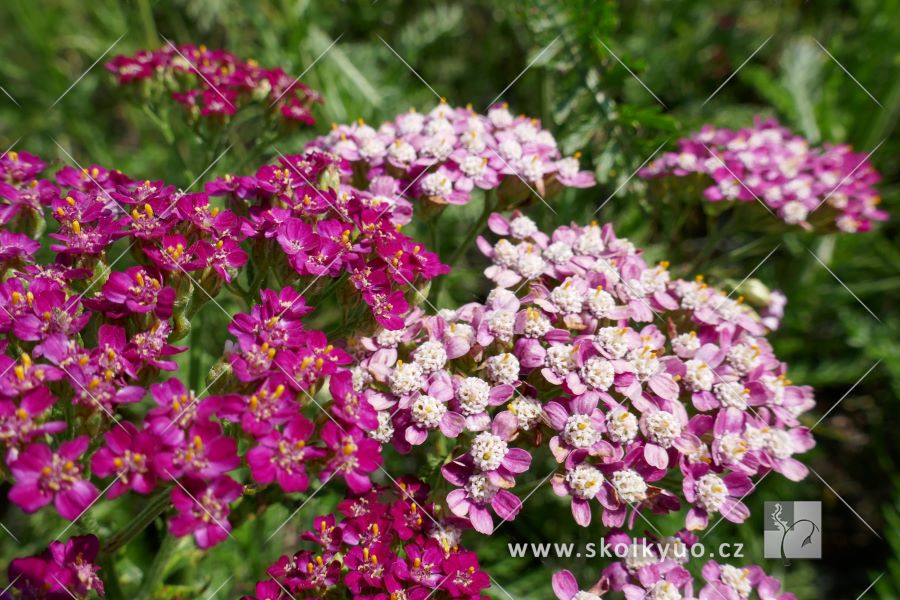 Achillea millefolium ´Cassis´