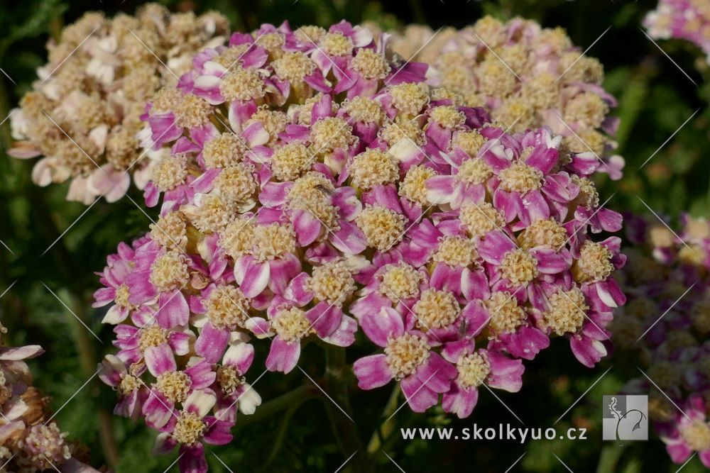 Achillea millefolium ´Desert Eve Deep Rose´