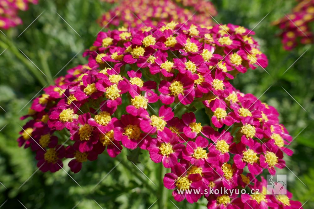 Achillea millefolium ´Milly Rock Cherry´