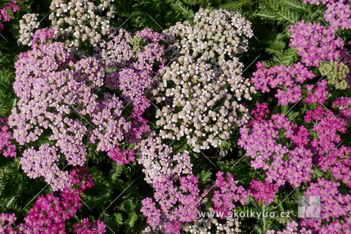 Achillea millefolium ´Milly Rock Rose´