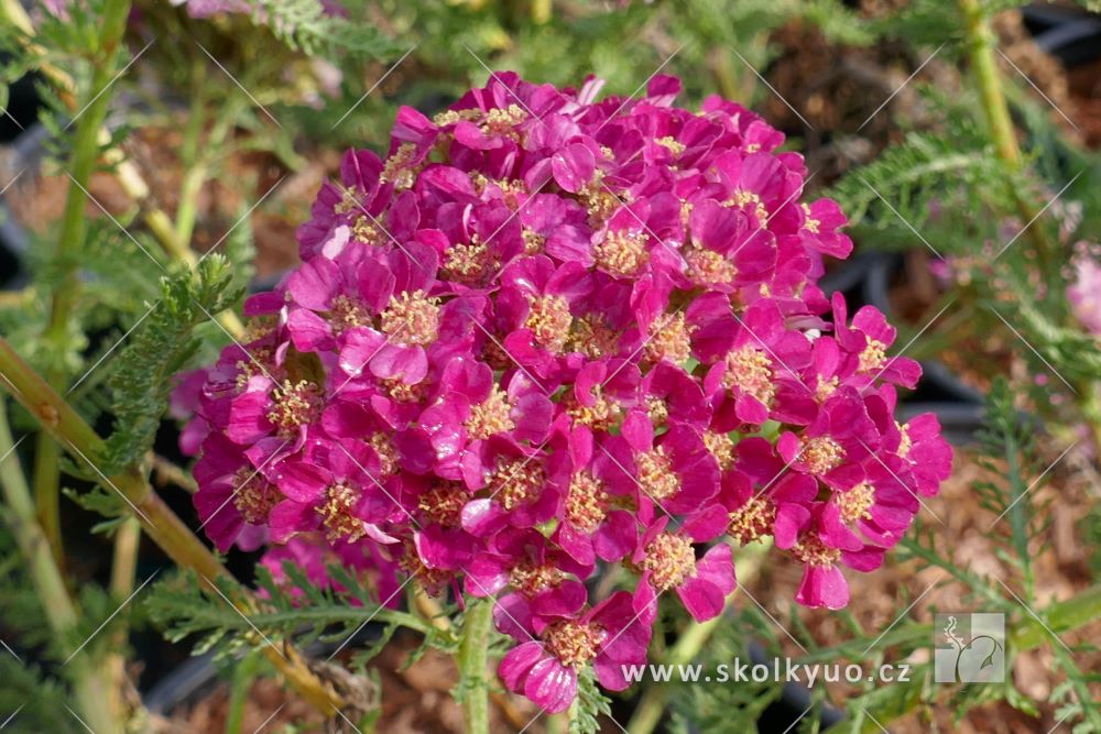 Achillea millefolium ´Pomegranate´