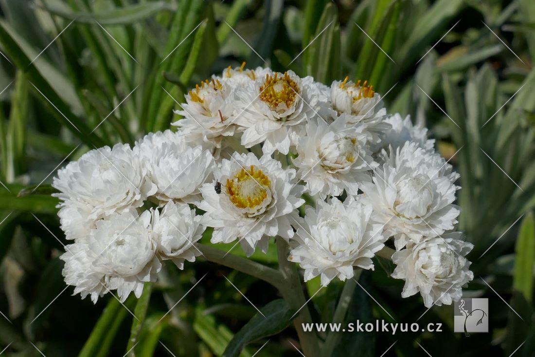 Anaphalis margaritacea ´Neuschnee´