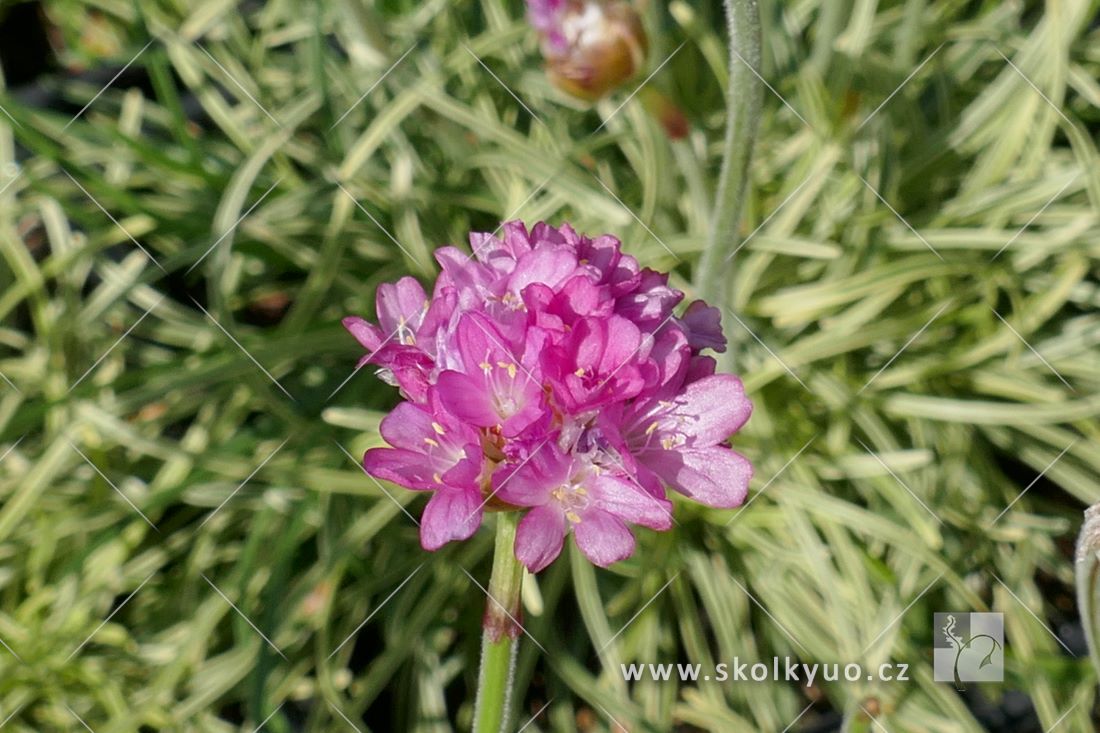 Armeria maritima ´Nifty Thrifty´