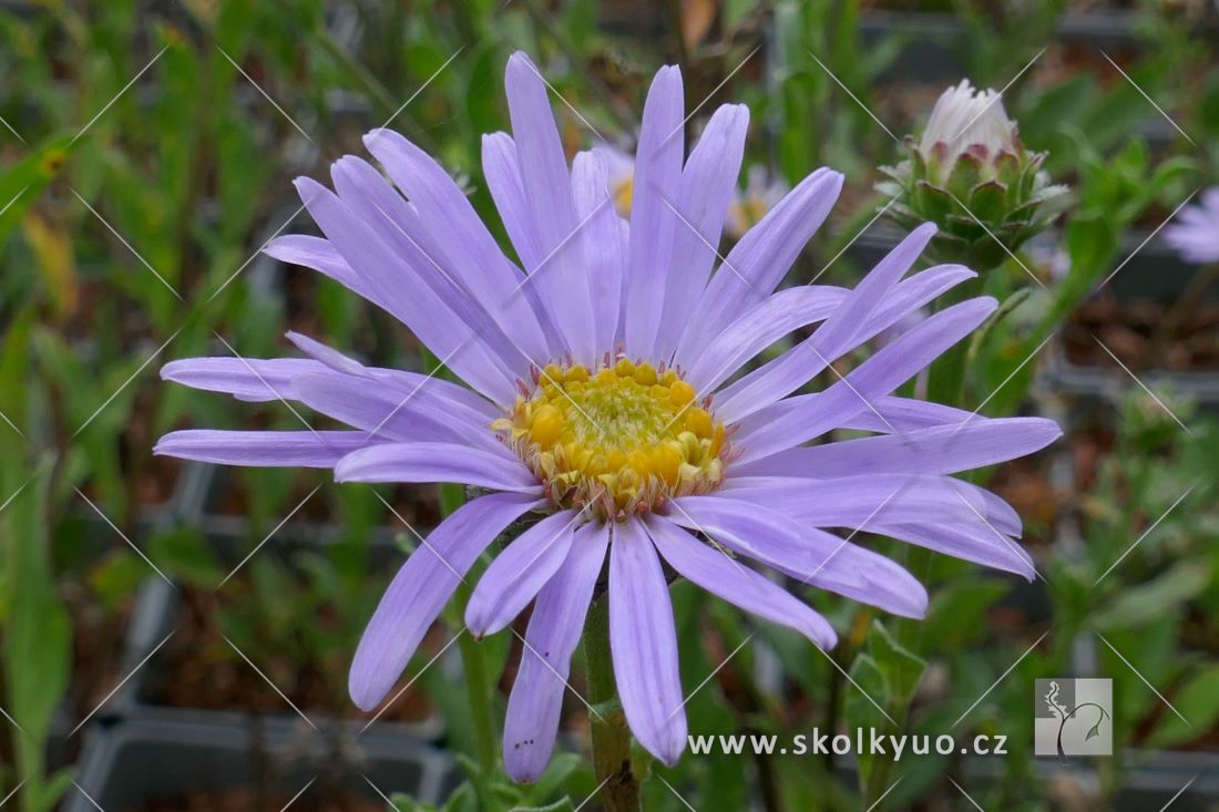 Aster amellus ´Rudolf Goethe´