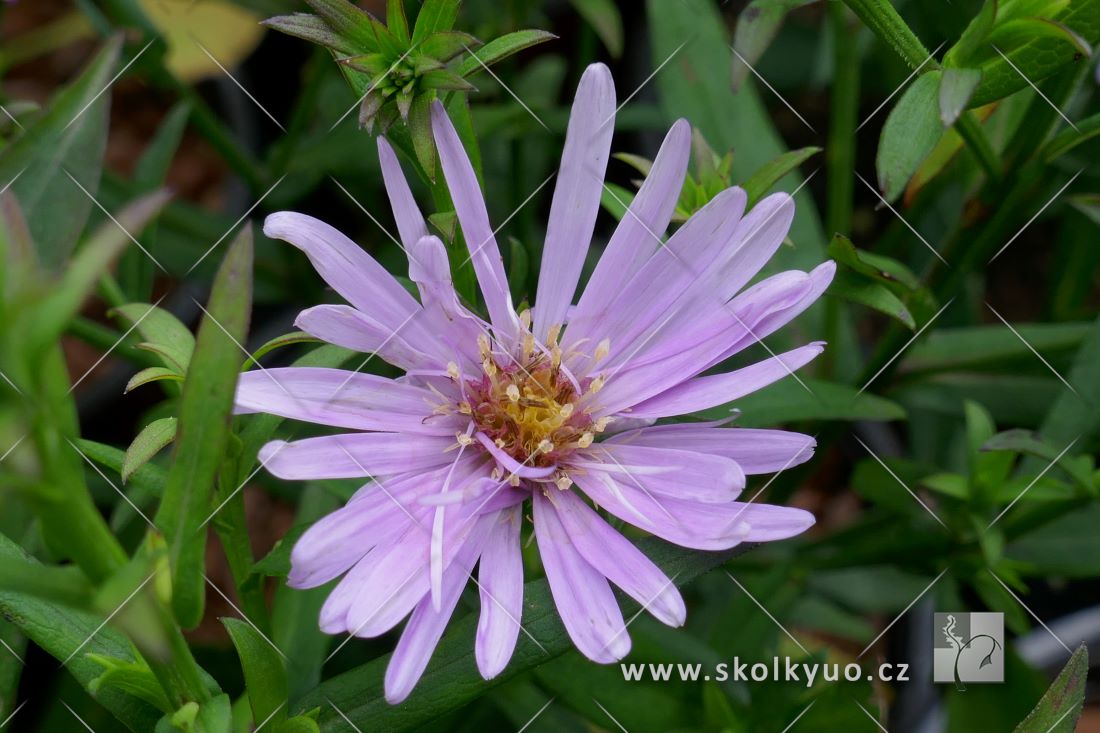 Aster dumosus ´Herbstgruss vom Bresserhof´