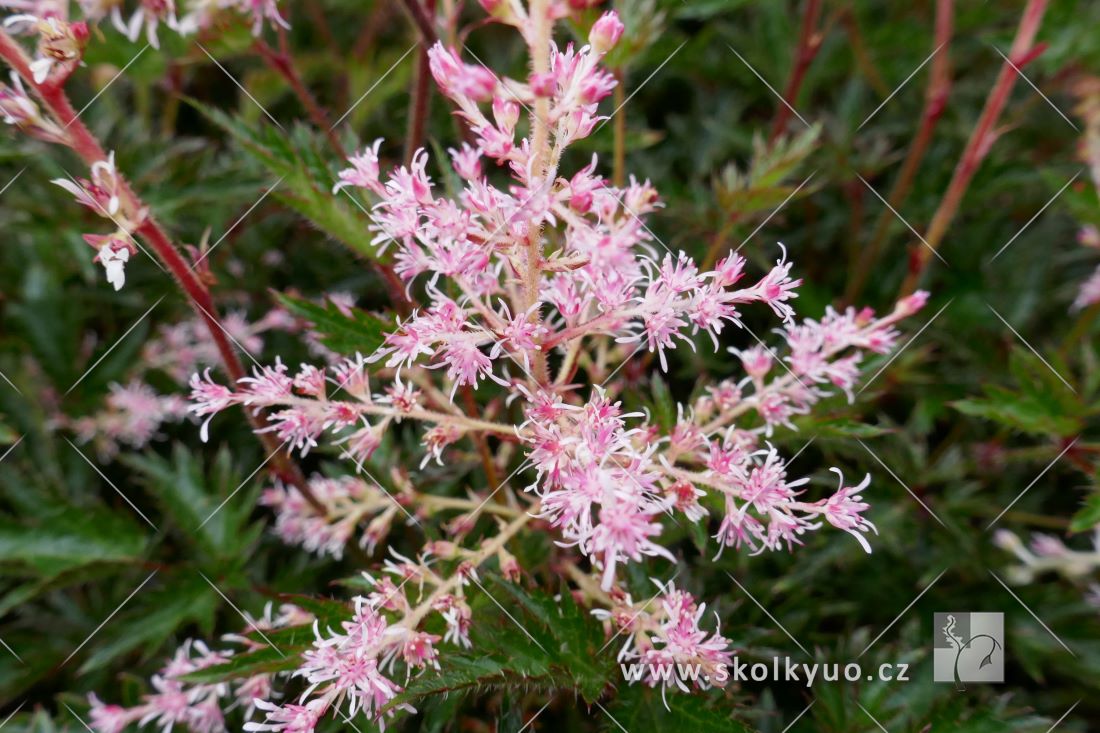 Astilbe simplicifolia ´Sprite´