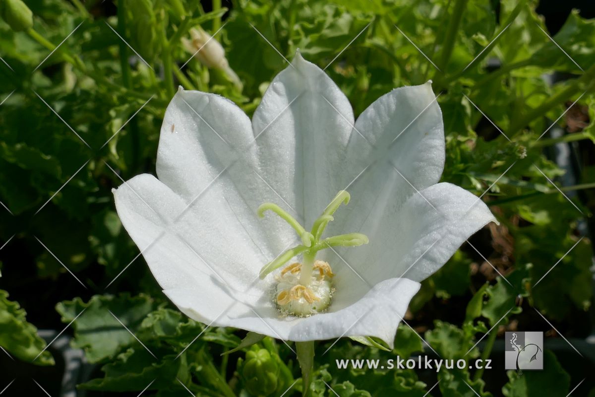 Campanula carpatica ´White Uniform´