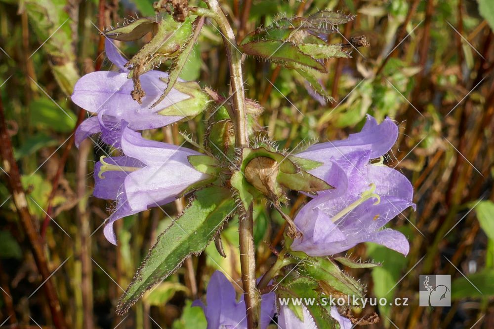 Campanula trachelium