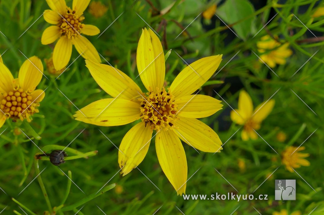 Coreopsis verticillata ´Tweety´