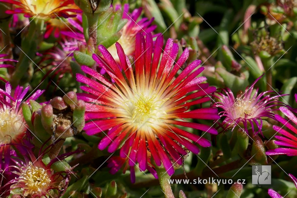 Delosperma cooperi ´Delmara Fuchsia´