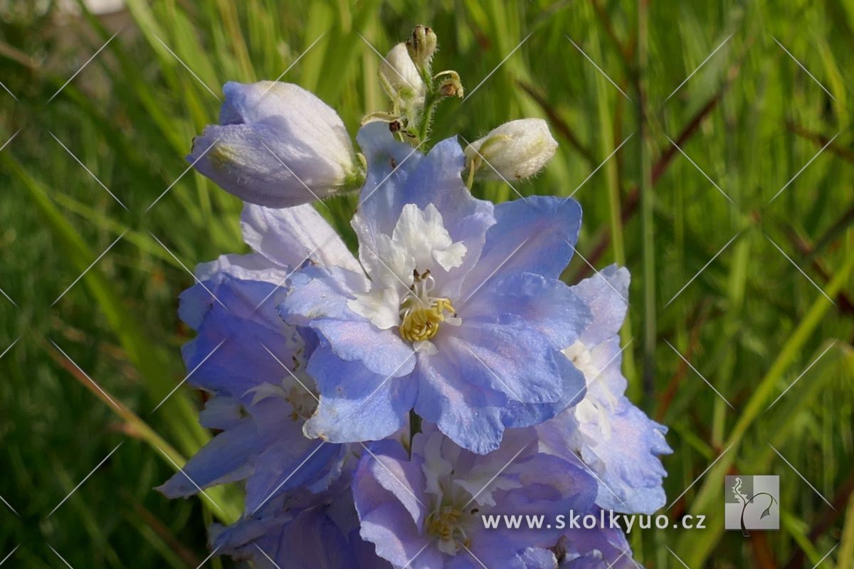 Delphinium ´Excalibur Light Blue/White Bee´