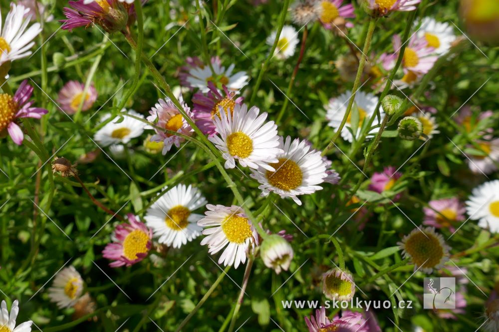 Erigeron karvinskianus ´Blütenmeer´