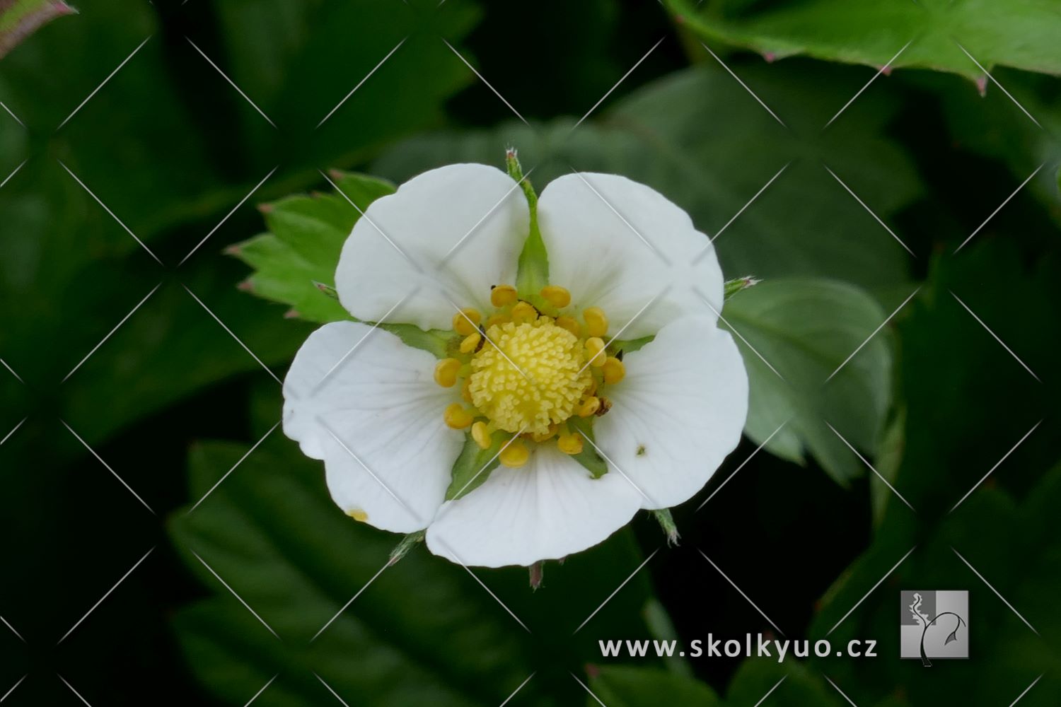 Fragaria vesca v.semperflorens ´Alexandria´