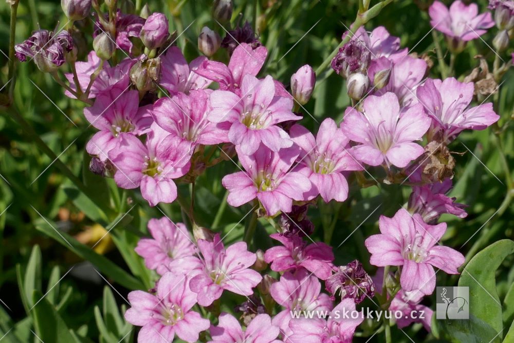 Gypsophila repens ´Filou Rose´