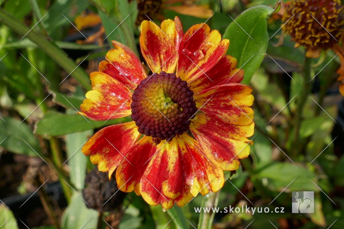 Helenium autumnale ´HayDay Red Bicolor´