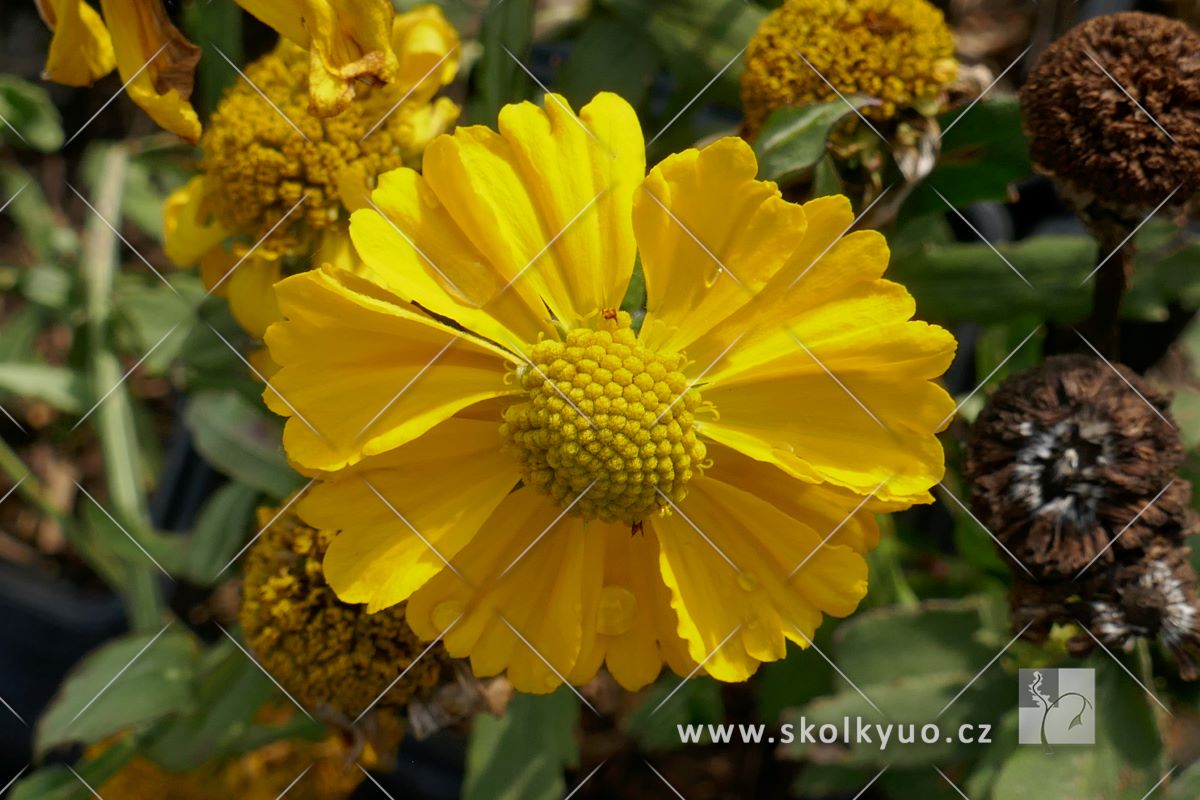 Helenium autumnale ´HayDay Yellow´