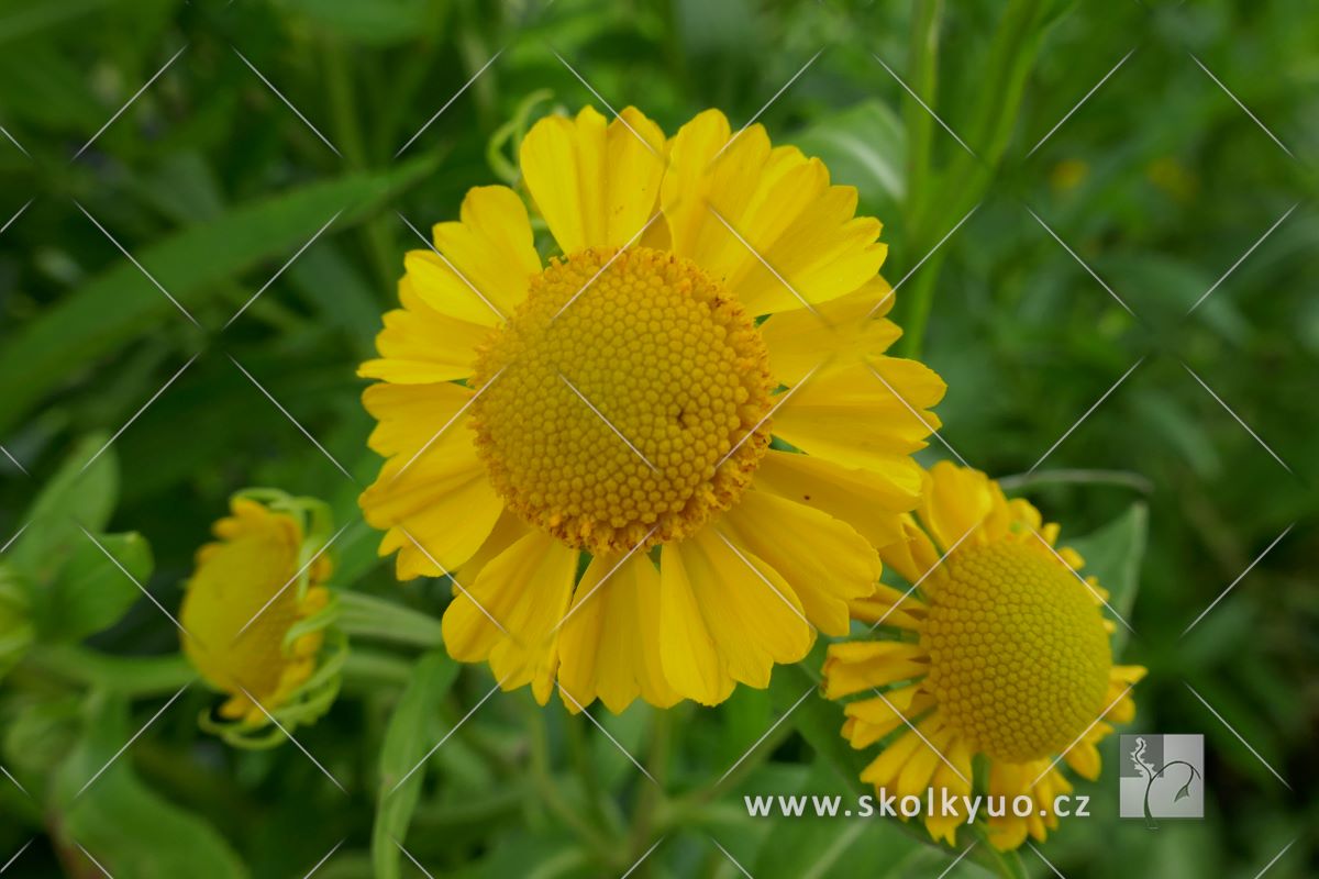 Helenium hybridum ´Kanaria´