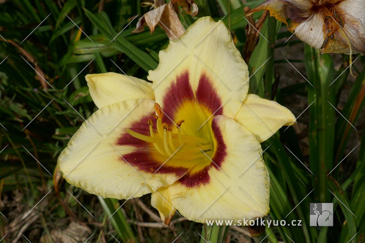 Hemerocallis ´El Desperado´