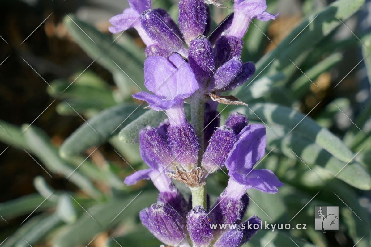 Lavandula angustifolia ´Hidcote Blue Strain´