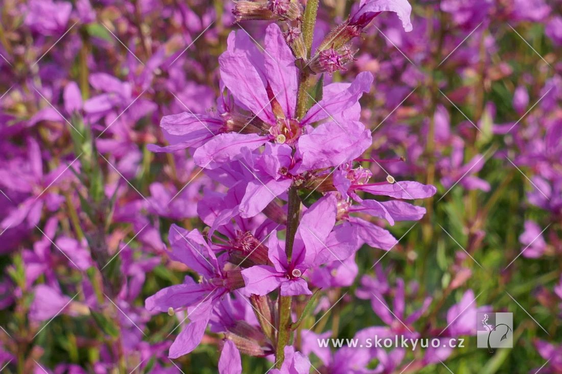 Lythrum virgatum ´Dropmore Purple´