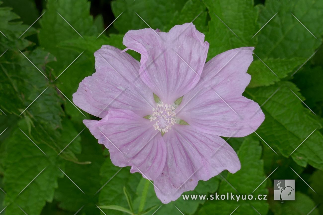 Malva alcea