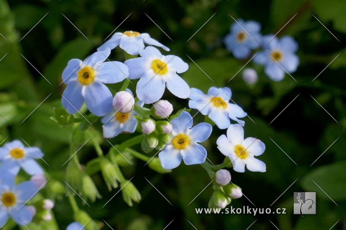 Myosotis palustris