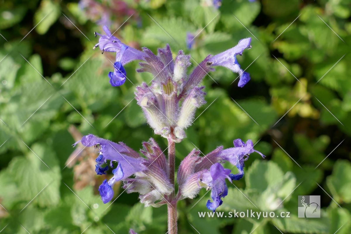 Nepeta racemosa ´Felix´