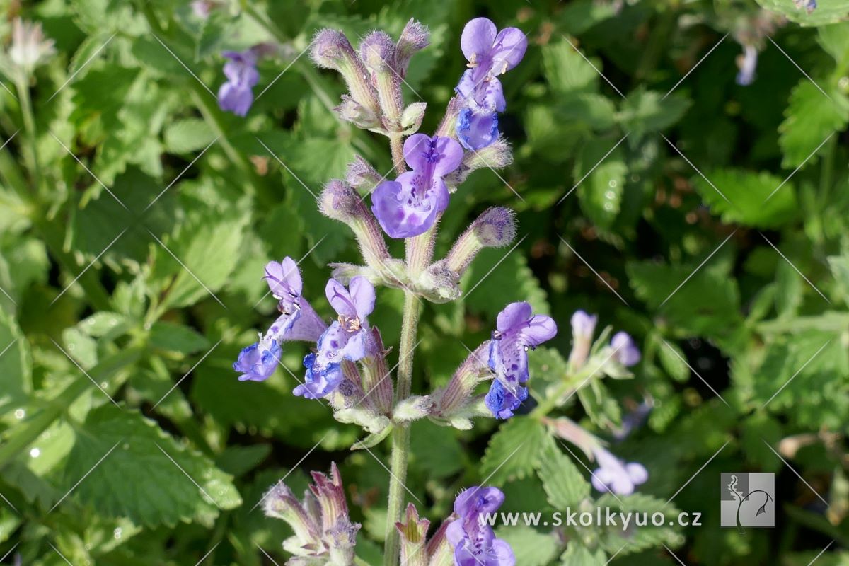 Nepeta x faassenii ´Dropmore´