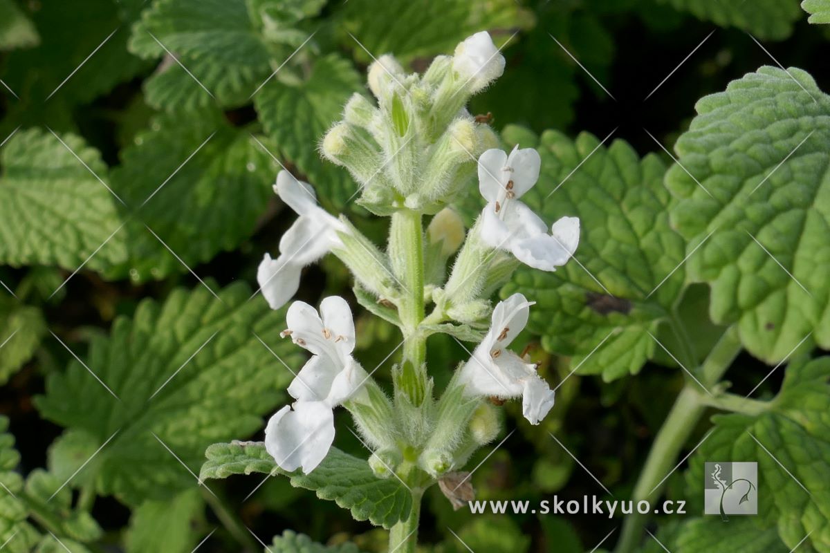 Nepeta x faassenii ´Snowflake´