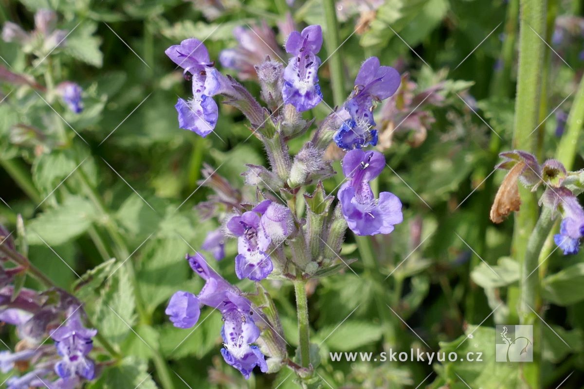 Nepeta x faassenii ´Walker´s Low´