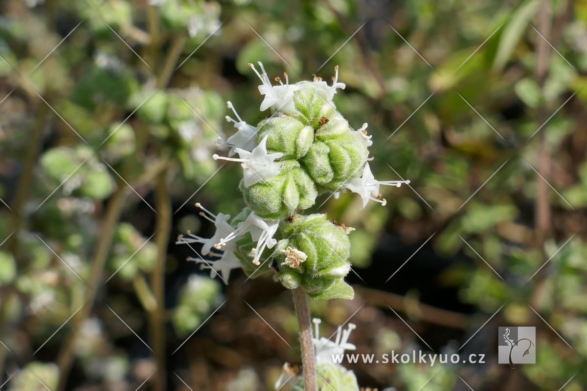 Origanum majorana