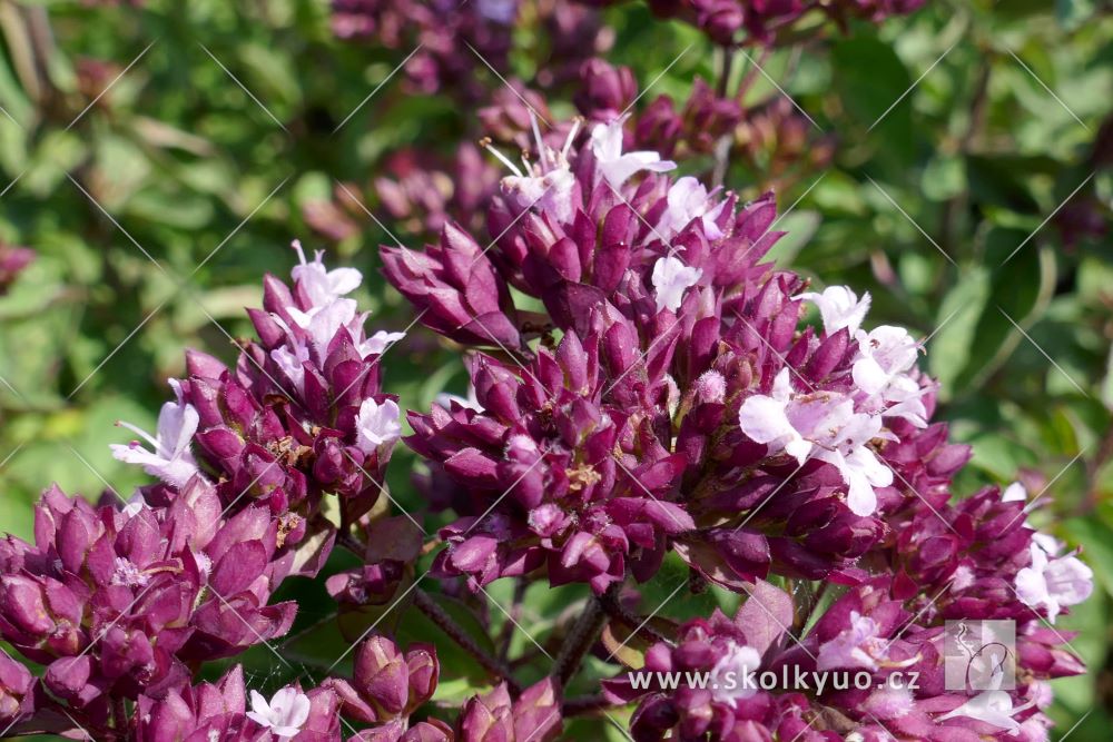 Origanum ´Rosenkuppel´