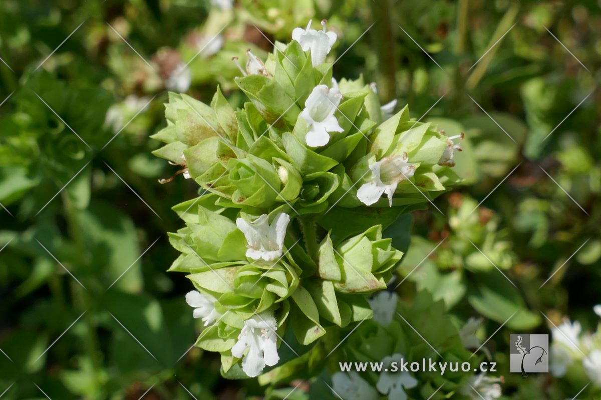 Origanum vulgare var. albiflorum