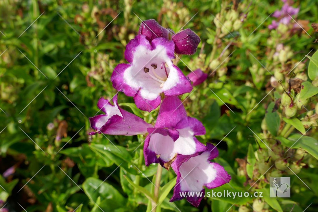 Penstemon hartwegii ´Polaris Purple´