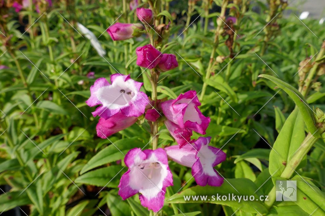 Penstemon hartwegii ´Polaris Rose´