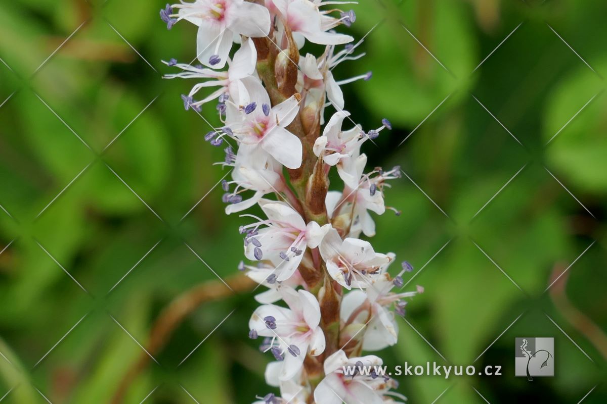 Persicaria amplexicaulis ´ Alba´