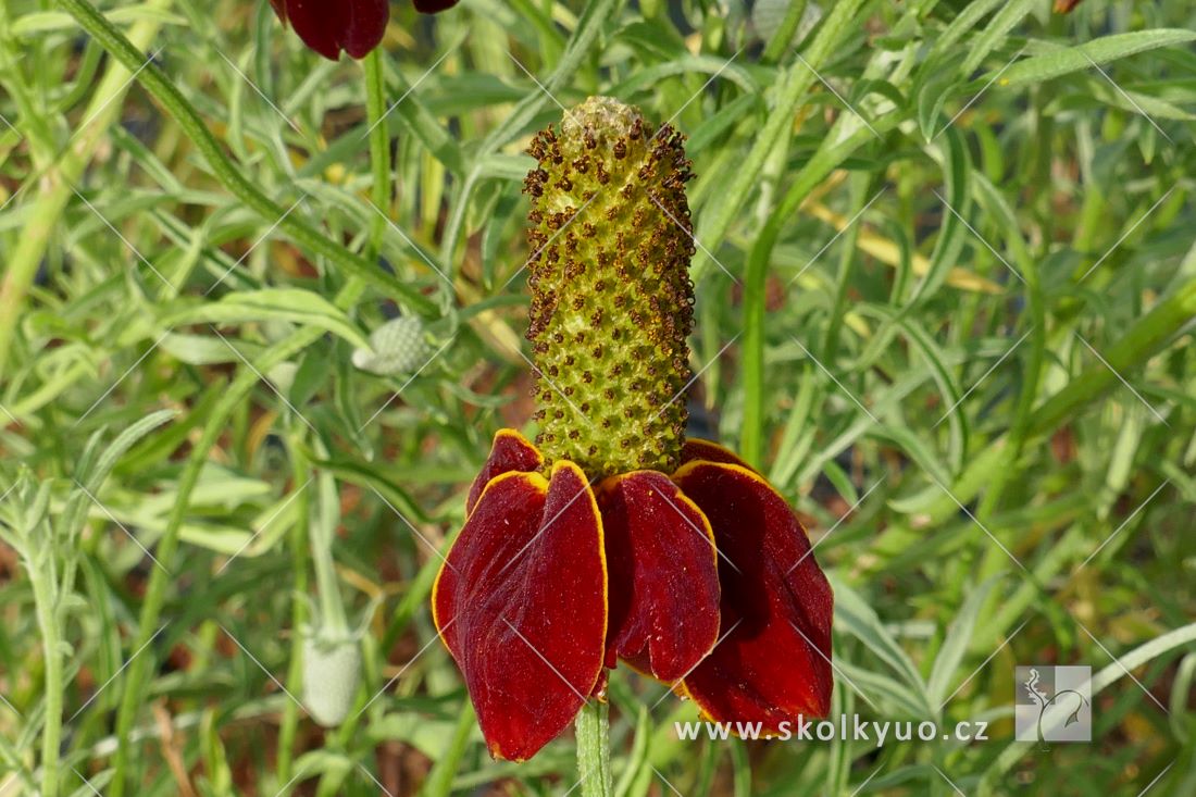 Ratibida columnifera f. pulcherrima ´Red Midget´