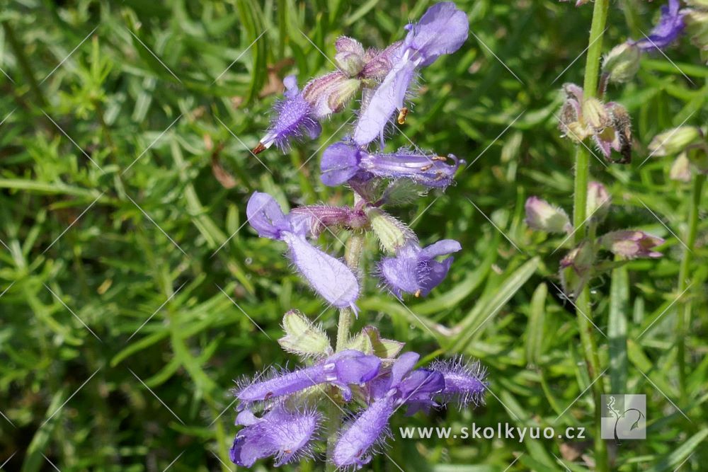 Salvia jurisicii